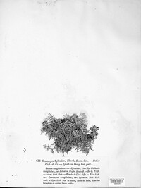 Cladonia portentosa image